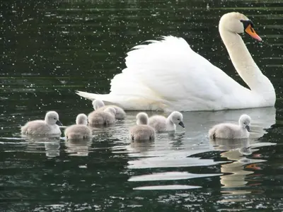 a swan and its babies in the water at Four-Bedroom Villa Bajer in Stari Trg pri Ložu