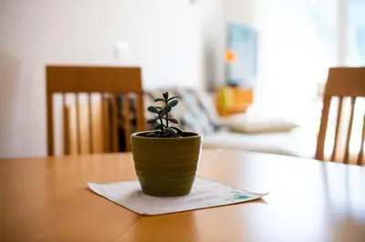 a plant in a green pot sitting on a table at Apartma Pokljuška idila - Idyllic Pokljuka Studio above Bled in Bled