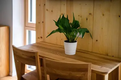 a potted plant sitting on a wooden table at LUCKA BLED quiet location, free bikes, big garden, doctor in Bled