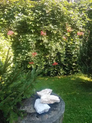 a rock garden with a bush with pink flowers at Apartments Irena in Kranjska Gora