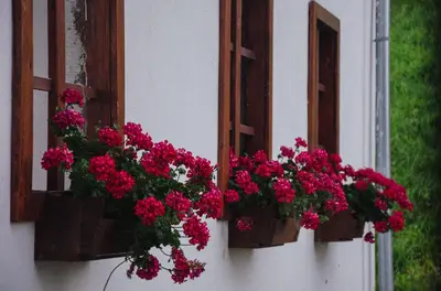 a bunch of flowers in boxes on a window sill at Rezidenca Sv. Peter in Malečnik