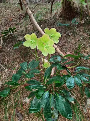a plant with green flowers on the ground at Koča v gozdu, Forest house near Bled in Bled