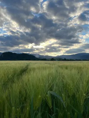 a field of tall green grass under a cloudy sky at Bubbly Apartment in Bled