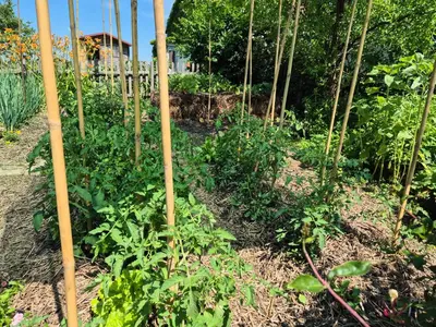 a garden with bamboo poles in a garden at Apartma Župelefski raj in Kapele