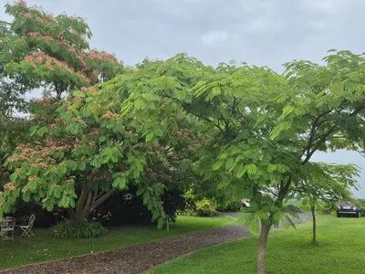two trees with pink flowers in a park at Apartma Župelefski raj in Kapele