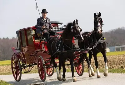 a man is riding in a horse drawn carriage at Apartments - Turistična kmetija Vrbnjak in Ljutomer