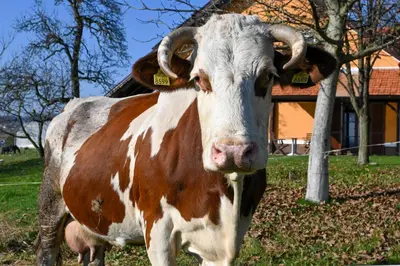 a brown and white cow standing in a field at Apartments - Turistična kmetija Vrbnjak in Ljutomer