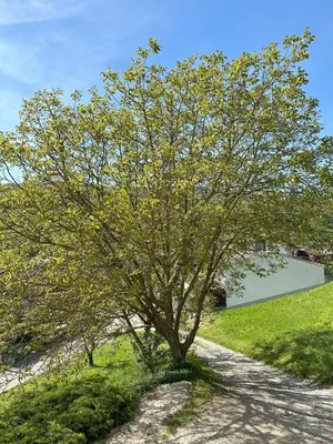 a tree on the side of a dirt road at Apartma Anže Samec in Dobravlje