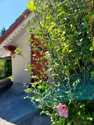 a bush with flowers in front of a house at Babičina hišica in Mišji Dol