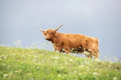 a brown cow standing on top of a hill at Turizem na kmetiji Rdečnik in Slovenj Gradec