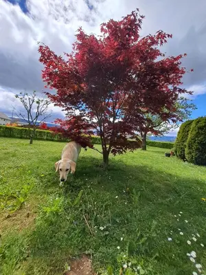 a dog standing in the grass next to a tree at Bella Apartment in Žirovnica