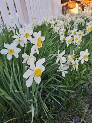 a bunch of white flowers in a garden at Bella Apartment in Žirovnica