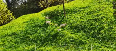 a group of goats walking up a grassy hill at Domačija Markc in Železniki