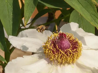 a bee is sitting on a white flower at Resort Vidmar - Baroque villa near Bled in Lesce