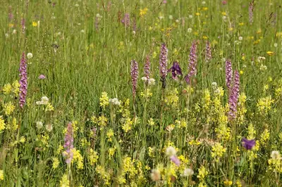 a field filled with lots of purple and yellow flowers at Dormouse House in Slovenia in Grahovo
