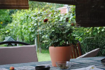 a flower pot sitting on a table with a plant at Apartments Bogdanovic in Maribor