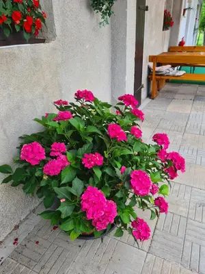 a pot of pink flowers sitting next to a building at Gostilna Batišt in Bohinjska Bela
