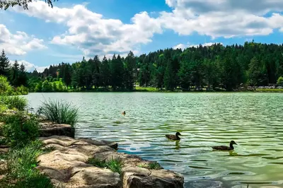 three ducks swimming in a large lake at Apartments Lavrič in Velike Bloke