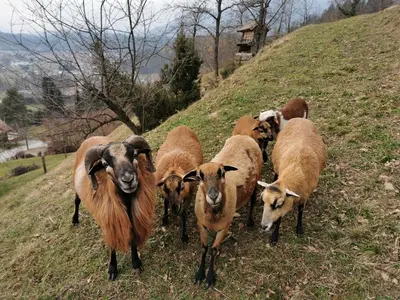 a herd of goats walking up a hill at KAJZA KOLOVRAT in Mozirje