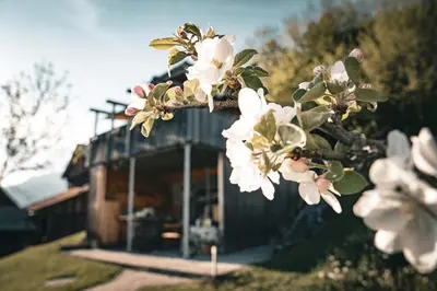 a tree with white flowers in front of a building at KAJZA KOLOVRAT in Mozirje