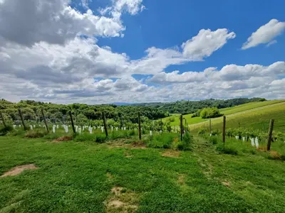 a vineyard in a green field with a cloudy sky at Herga Wine Estate - Nest above wine cellar - rooms in Ivanjkovci
