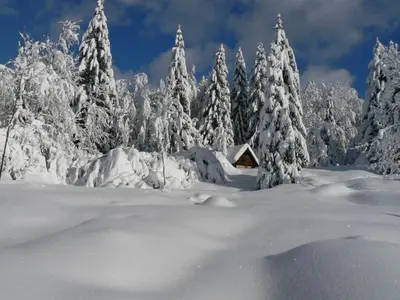 a cabin in a snowy forest with snow covered trees at Hiška Henrik Zalokar in Bohinj