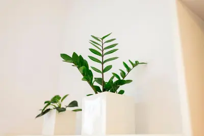 a plant in a white vase on a shelf at Cute Tiny Flat in Ljubljana