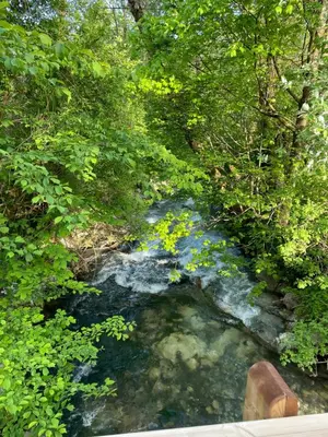 a stream in the middle of a forest at Apartma Adrian in Kranjska Gora
