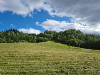 a green field with trees in the background at Apartments Anž'k in Bled