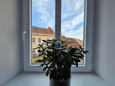 a potted plant sitting in front of a window at Elegant Teo Apartment TourAs in Ljubljana Old Town in Ljubljana