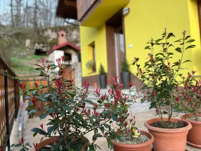 a group of potted plants in front of a house at Sončni zahod in Kobarid