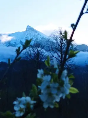 a bunch of white flowers in front of a mountain at Sončni zahod in Kobarid