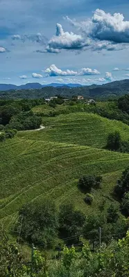a green field with trees and mountains in the background at Haloze ForMe in Zavrč