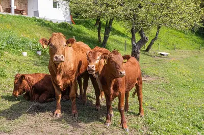 a group of brown cows standing in a field at Organic Homestead Mikl in Slovenj Gradec