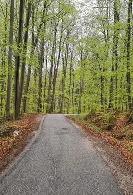 an empty road in the middle of a forest at TRUTH WINES HOUSE in Veliki Vrh