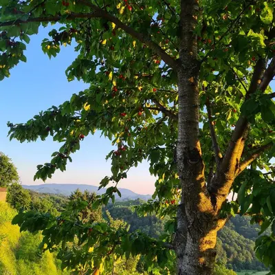 a tree in the foreground with a view at TRUTH WINES HOUSE in Veliki Vrh