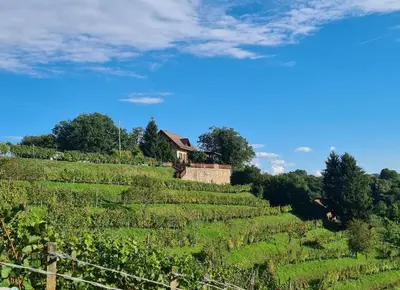 a vineyard with a house on a hill at TRUTH WINES HOUSE in Veliki Vrh