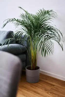 a potted plant sitting on the floor next to a couch at Mozirje Comfort Apartments in Mozirje