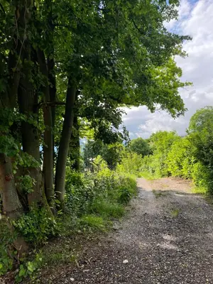a dirt road with trees on either side at Cottage Žirovnica in Žirovnica