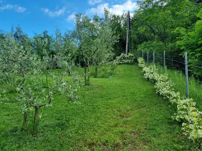 an apple orchard with trees and a fence at Zelkonn House in Branik