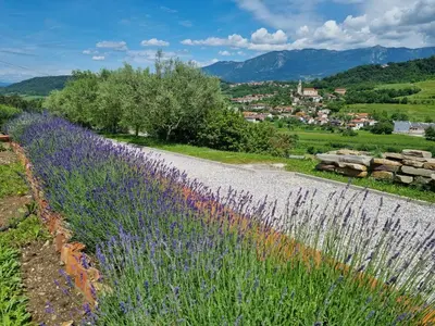 a field of purple flowers next to a road at Zelkonn House in Branik