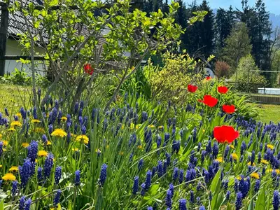 a field of colorful flowers in a yard at Arnold's Nest in Kotlje