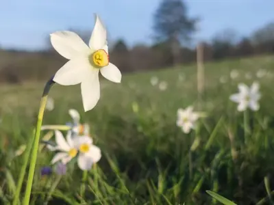 a white daffodil in a field of flowers at Apartma Ježevi in Sežana
