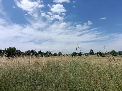 a field of tall grass with a blue sky and clouds at Apartma Mihatovi in Pivka