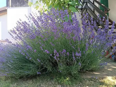 a bunch of purple flowers in front of a house at Apartma Mihatovi in Pivka