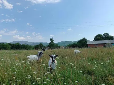 a group of goats standing in a field of grass at Apartma Mihatovi in Pivka