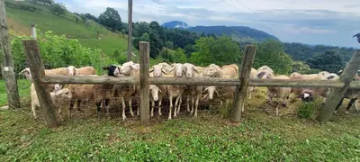 a herd of sheep standing behind a fence at Hiška Tilia in Loče pri Poljčanah