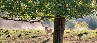 a deer standing in a field next to a tree at Hiška Tilia in Loče pri Poljčanah