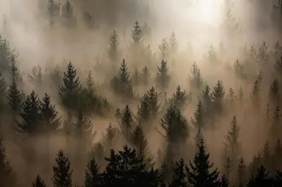 a foggy forest with trees in the foreground at Hiša TRELC- sobe in Komenda