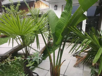 a garden with palm trees and a patio at apartma Lesnik Vila Ziba in Bohinj